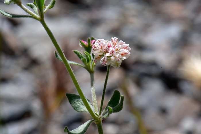 Eriogonum abertianum, Abert's Buckwheat